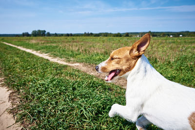 View of a dog on field