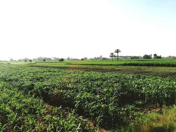 Scenic view of field against clear sky