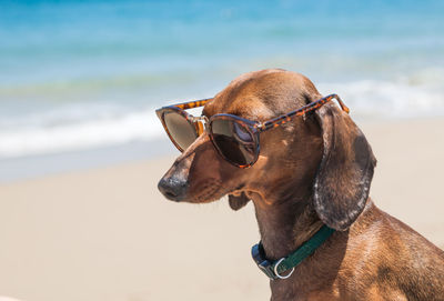 Close-up of dog wearing sunglasses at beach