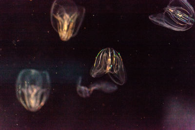 Close-up of jellyfish swimming in aquarium