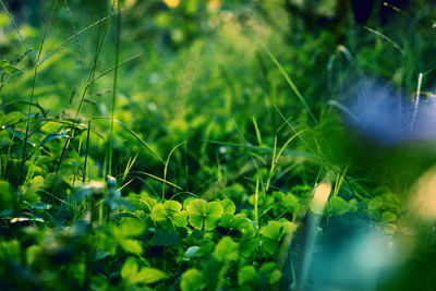 Close-up of flowering plants on field