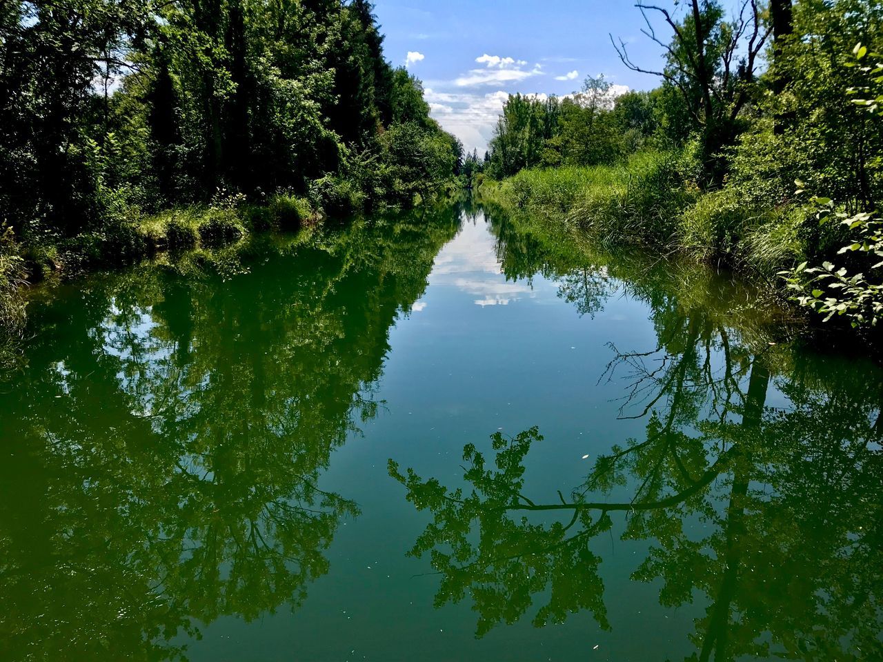 water, plant, reflection, tree, lake, tranquility, nature, tranquil scene, sky, growth, day, green color, no people, scenics - nature, non-urban scene, beauty in nature, waterfront, outdoors, forest