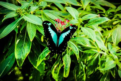 Close-up of butterfly pollinating flower