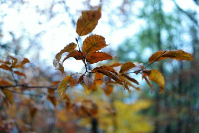 Close-up of autumn leaves on tree