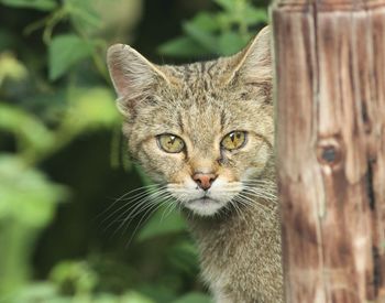 Close-up portrait of cat