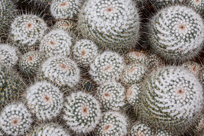 Full frame shot of succulent plant