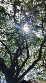 Low angle view of trees against sky