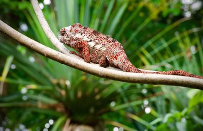 Close-up of a lizard on plant