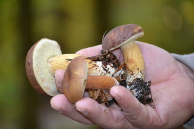 Close-up of hand holding mushrooms 