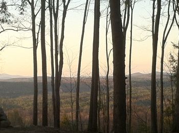 Bare trees in forest