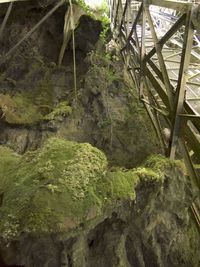 Close-up of moss growing on rocks in forest