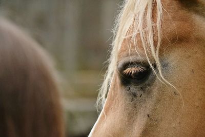 Close-up of horse