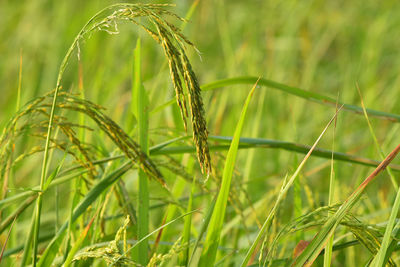 Close-up of crops growing on field