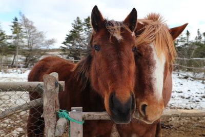 Portrait of horses at ranch