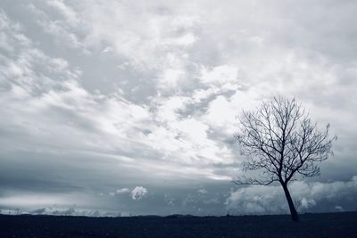 Bare tree on landscape against sky