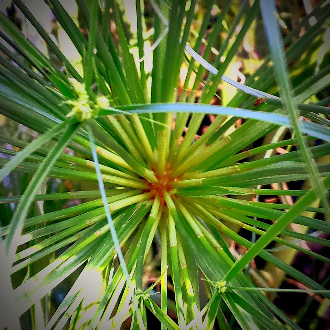 Decorative grass