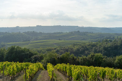 Scenic view of vineyard against sky