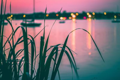 Close-up of illuminated plants against lake at sunset