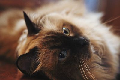 Close-up portrait of dog at home