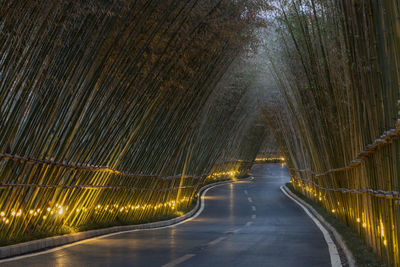 Bamboo forest at sunset in china