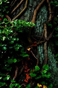 Close-up of tree trunk in forest