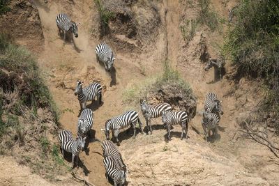 Zebra on field