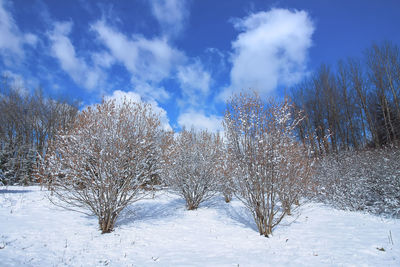 Snow covered trees on field against sky