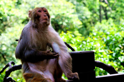 Monkey sitting on railing