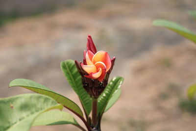 Close-up of red rose flower