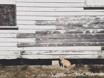 Profile view of stray cat 