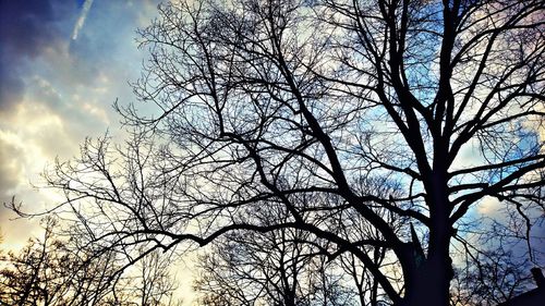 Low angle view of bare tree against sky