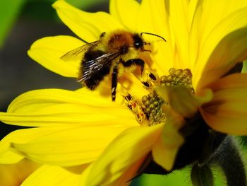 Close-up of honey bee on flower