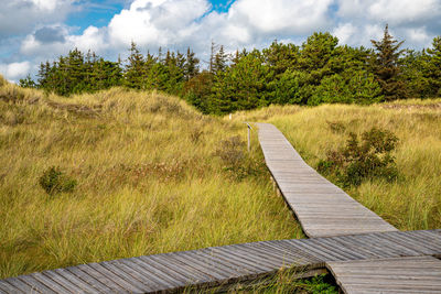 Boardwalk amidst plants on land against sky