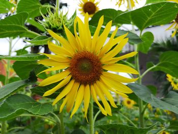 Close-up of sunflower