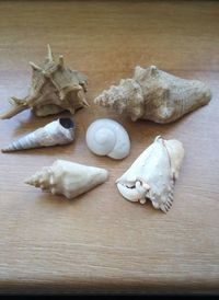 Close-up of shells on table