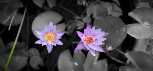 Close-up of purple crocus flowers