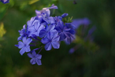 Close-up of purple flowers