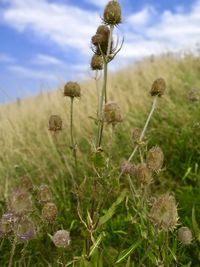 Close-up of flowering plant on field against sky