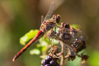 Close-up of insect on flower