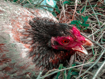 Close-up of a bird