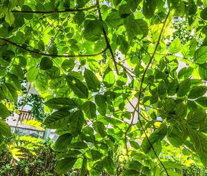 Low angle view of trees