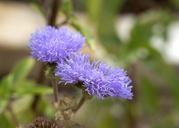 Close-up of purple flowering plant