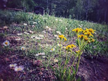 Close-up of yellow poppy flowers blooming on field