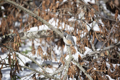 Bird perching on branch in winter