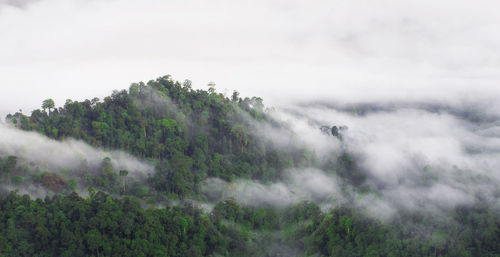 Scenic view of trees in forest against sky