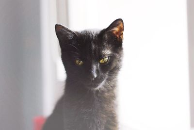 Close-up portrait of cat