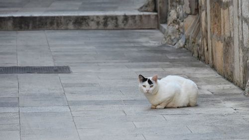 Portrait of a cat sitting on footpath