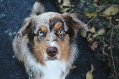 Close-up portrait of dog