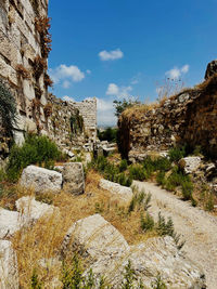 Plants growing on rock against sky