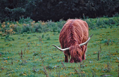 View of a cow on field